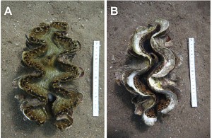 Tridacna costata on the left and Tridacna maxima on the right. Photo by M. Naumann.