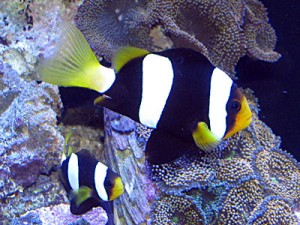 A beautiful pair of Clarki clownfish from PNG