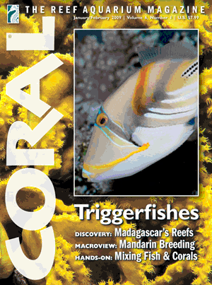 coral-triggerfishes-300-px