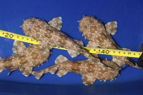 shark-pups-georgia-aquarium