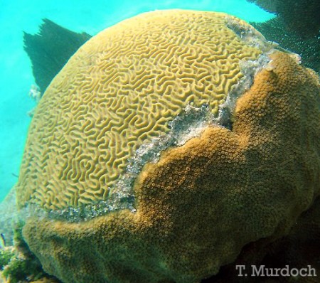 coralcompetition2