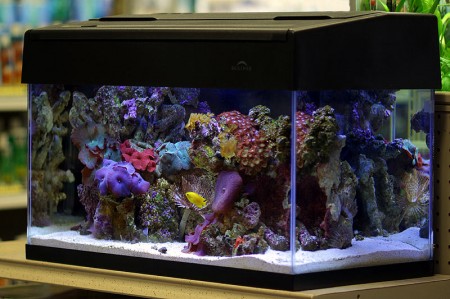 mini-reef-aquarium-nano