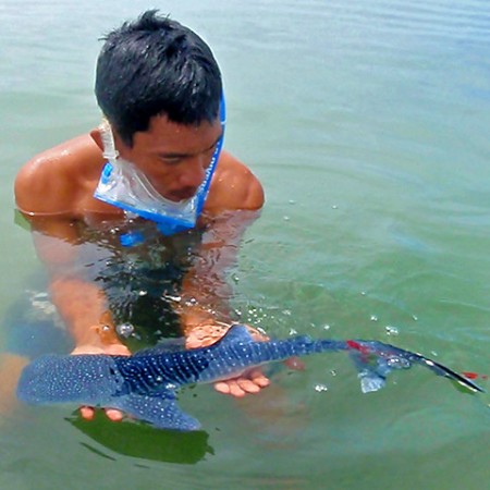 whaleshark1