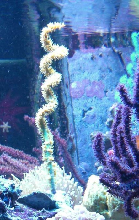 sea-fan-1