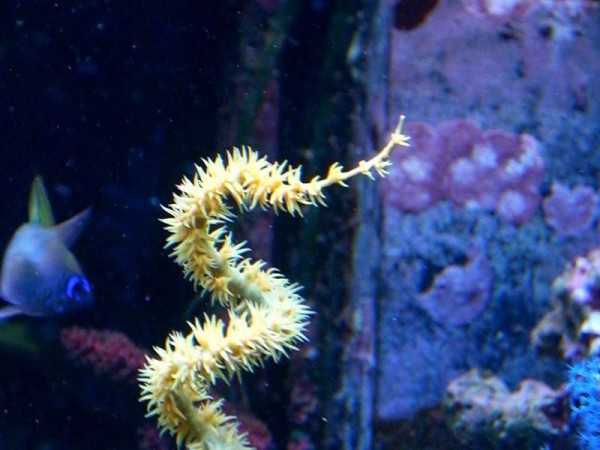 sea-fan-2