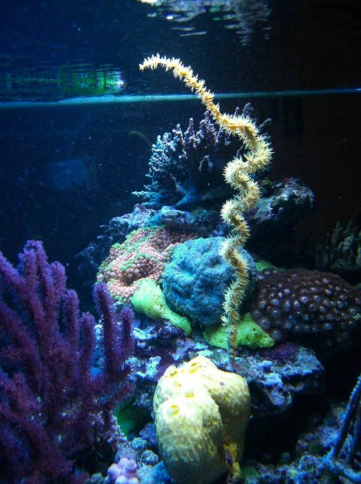sea-fan-3