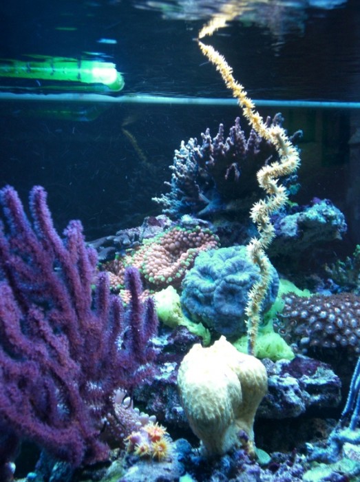 sea-fan-4