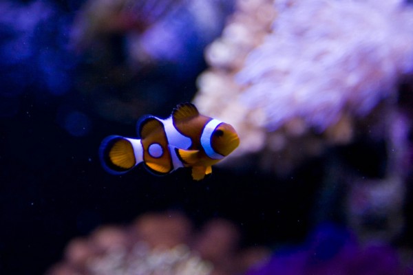 spot-clownfish