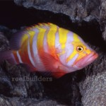 Cephalopholis_igarashiensis-7