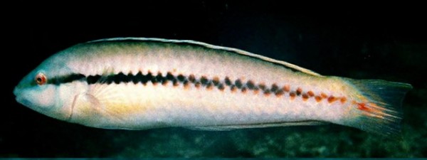 sazimai