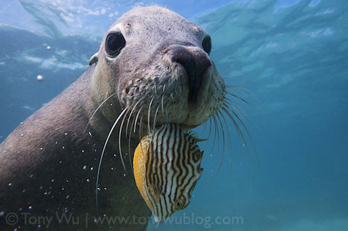 At first glance, this picture looks just like a cute sea lion who is about 