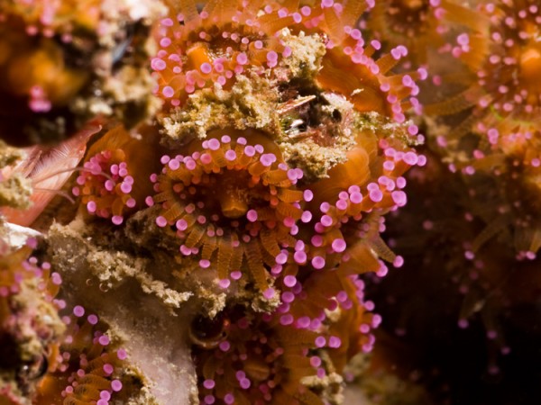 med_corynactis-orange-w-pink-tips