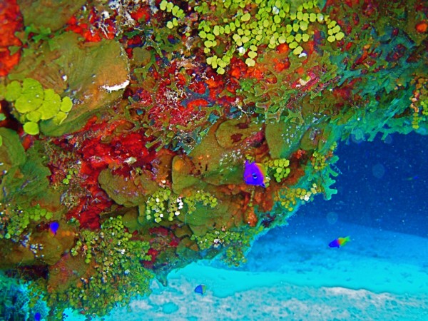 An amazing diversity of macroalge! Belize Photo by Michelle Lemech