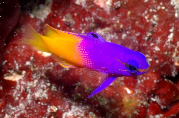 The Royal Gramma, ideal for a fish-based biotope system. Photo by Michelle Lemech