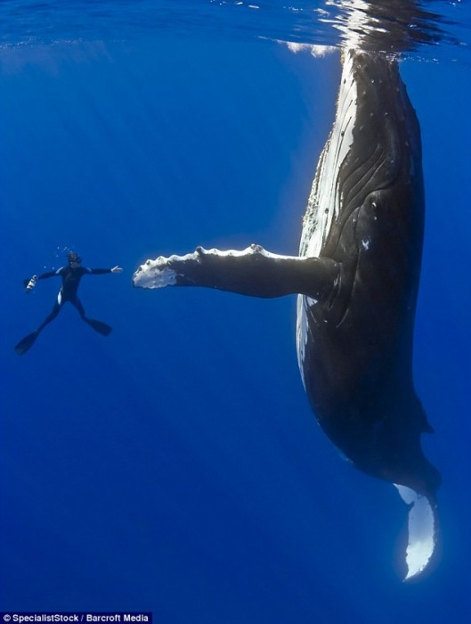 humpback-driver