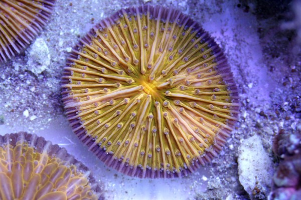 Fungia_Orange