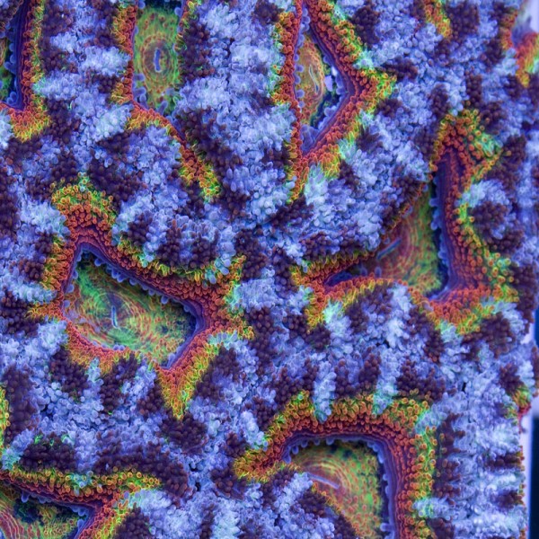 Rainbow-Crush2