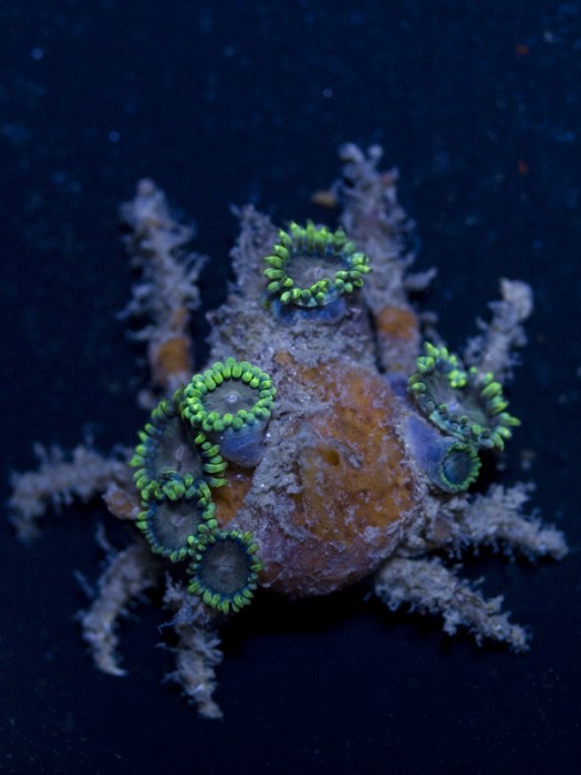 decorator-crab-w-zoas