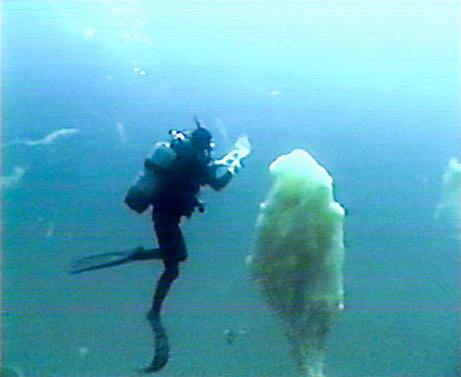 091008-giant-sea-mucus-blobs_big