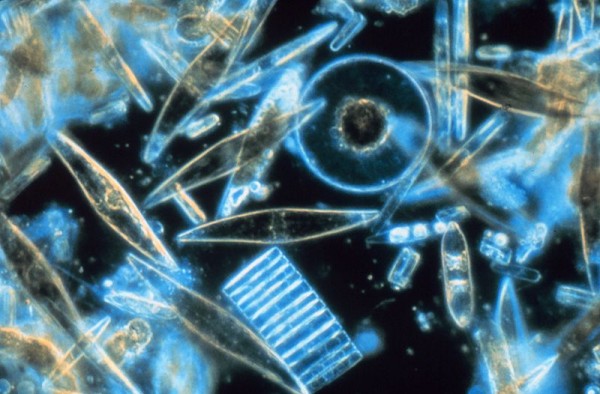 Polar ice diatoms, Dr. Gordon Taylor