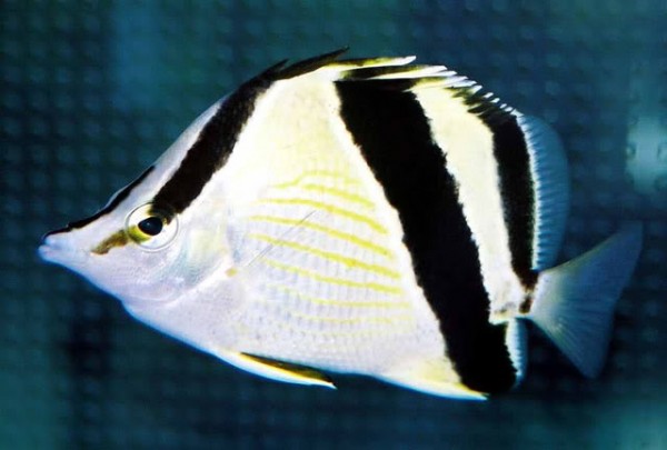 Prognathodes-guyanensis