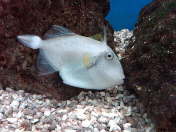 dead-fish-petco-2