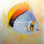 declivis-butterflyfish