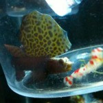 magnificent-shrimp-goby-1