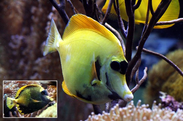 yellow-scopas-tang-surgeonfish