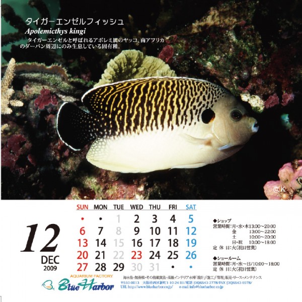 Apolemichthys-kingi-tiger-angelfish Apolemichthys-kingi-tiger-angelfish