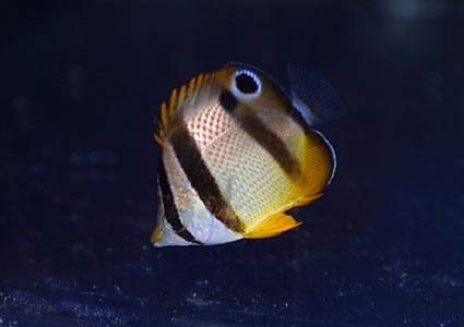 Chaetodon-marleyi-double-dash-butterflyfish Chaetodon-marleyi-double-dash-butterflyfish
