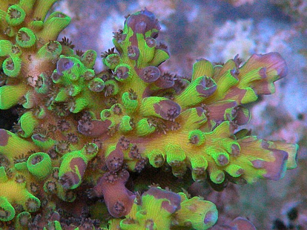 GFP-infection-green-jacket