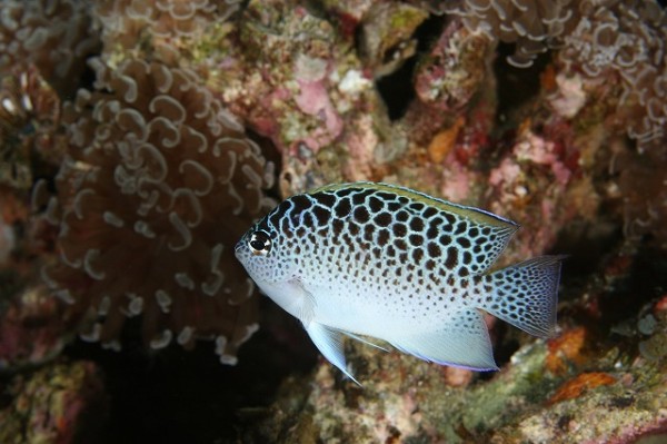 Genicanthus-takeuchii-angelfish Genicanthus-takeuchii-angelfish