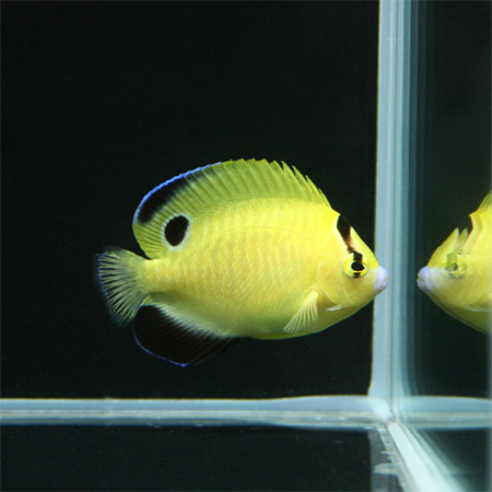 Hybrid-angelfish-goldflake-flagfin Hybrid-angelfish-goldflake-flagfin