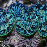 Tuamotu-ultramax-maxima-clam