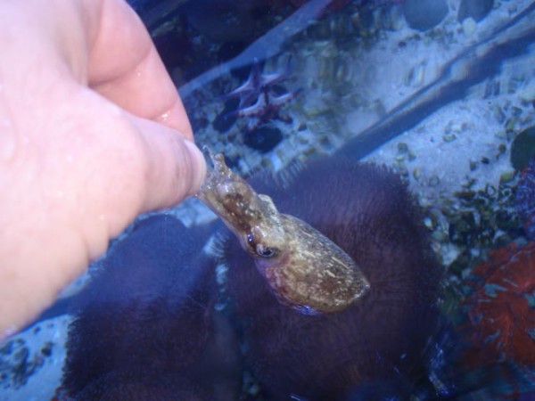 cuttlefish feeding