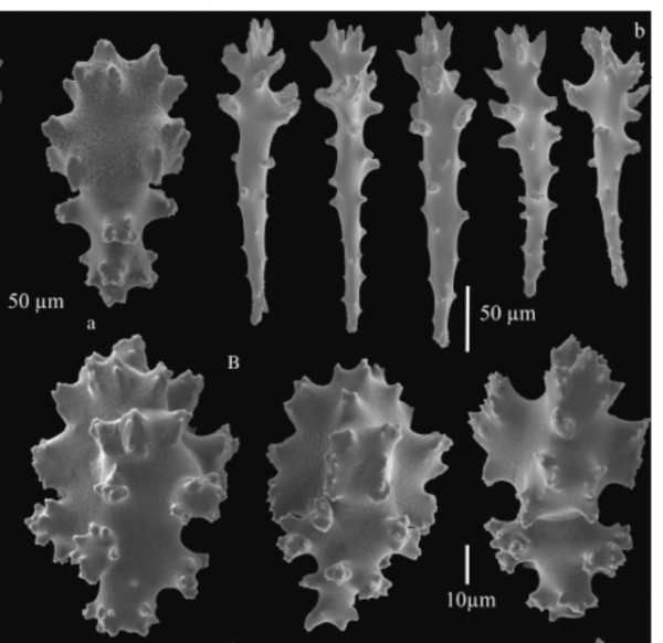 Sinularia-clades-sclerites Sinularia-clades-sclerites