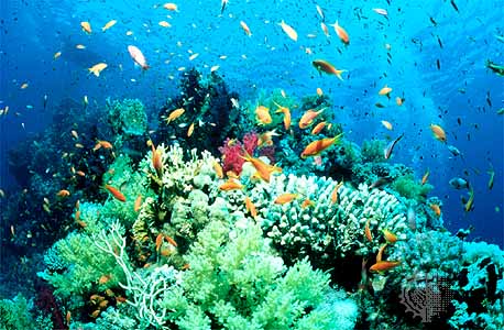 persian-gulf-reef persian-gulf-reef