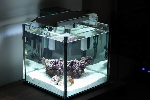 pico-aquarium-1 pico-aquarium-1