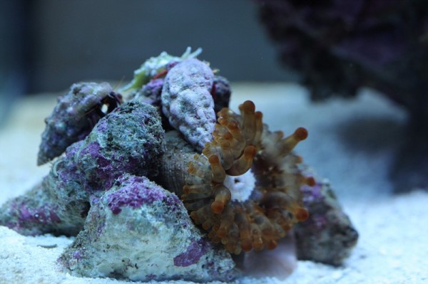 pico-aquarium-1 pico-aquarium-3