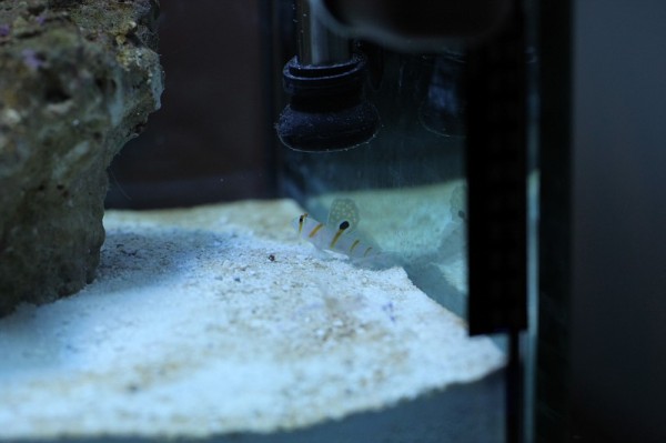 pico-aquarium-5 pico-aquarium-5