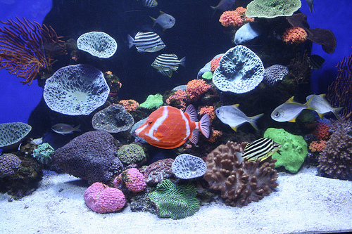 western-australia-aquarium-Scott-davis western-australia-aquarium-Scott-davis