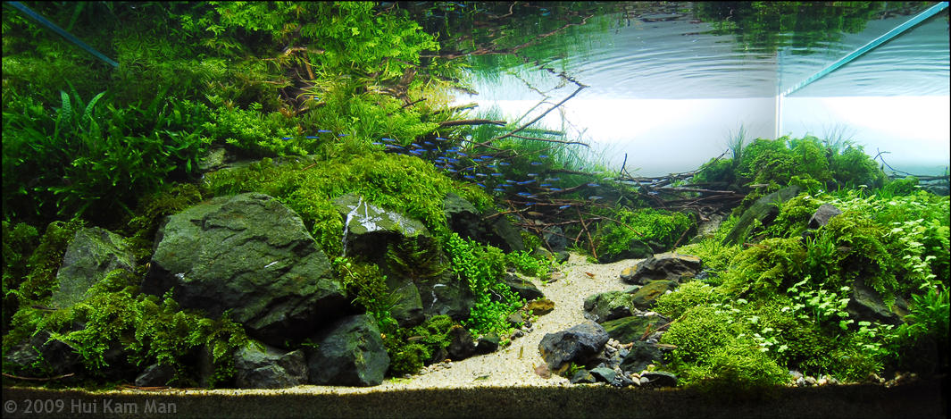 AGA aquascaping contest delivers stunning freshwater views  Reef Builders  The Reef and Marine 