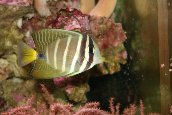 dpp_0360.JPG