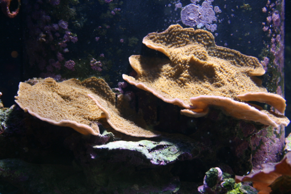 dpp_0369.JPG