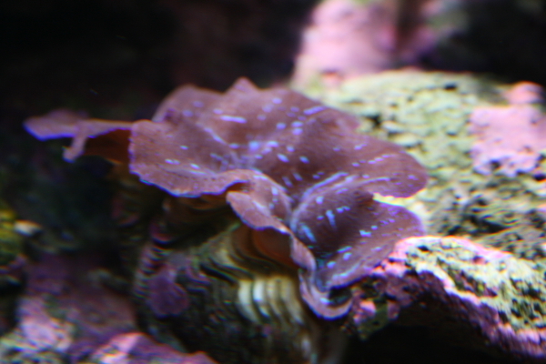 dpp_0370.JPG