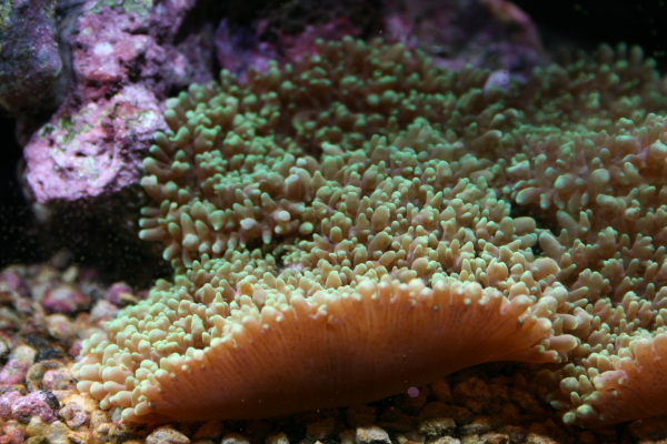 dpp_0378.JPG