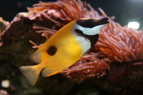 dpp_0392.JPG