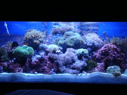 reef-aquarium